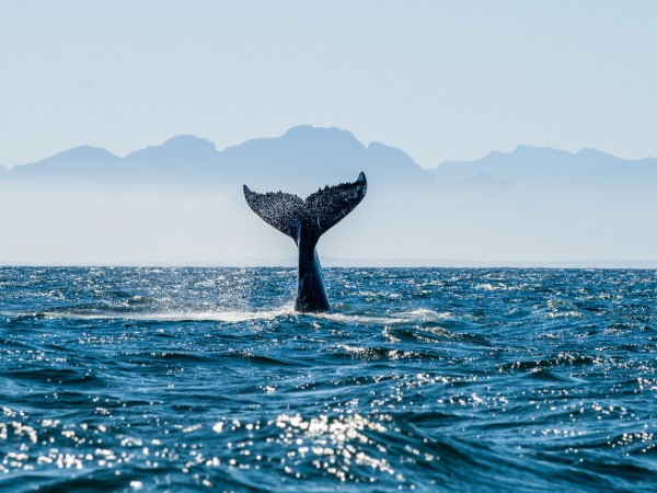 Balena al largo di St Lucia | Sudafrica Viaggio