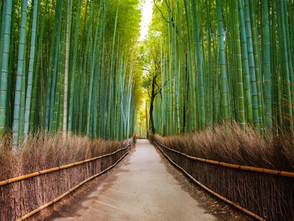Arashiyama Bamboo Forest | Giappone Viaggio