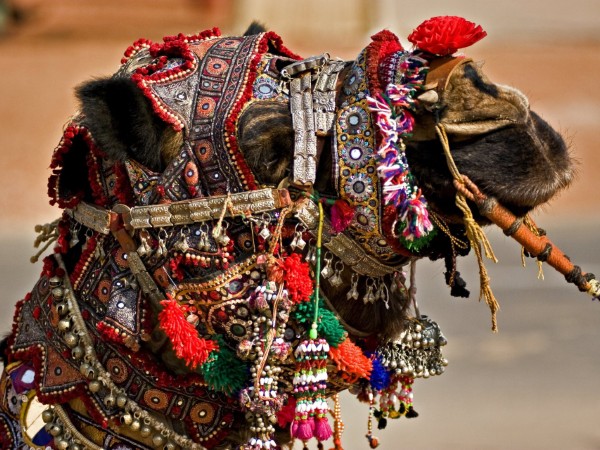 Camel Fair | India Viaggio