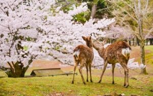 Nara Cervi | Viaggiare in Giappone