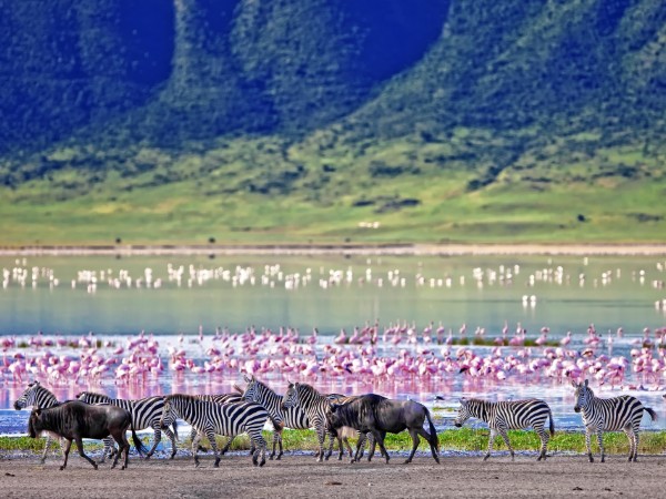 Animali selvatici nel cratere di Ngorongoro | Tanzania Viaggio