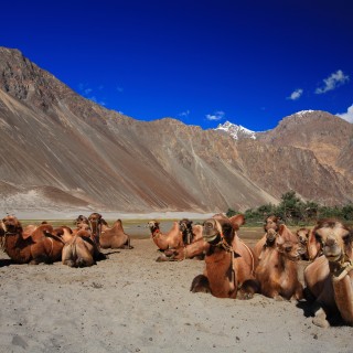 Nubra Valley