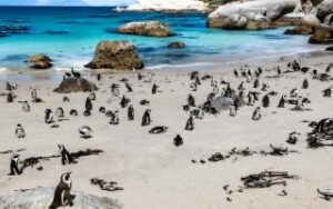 Pinguini a Boulders Beach | Viaggiare in Sudafrica