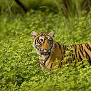 Ranthambore