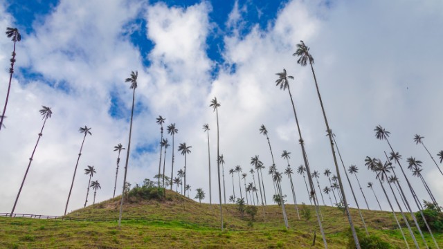 Valle de Cocora | Viaggio in Colombia