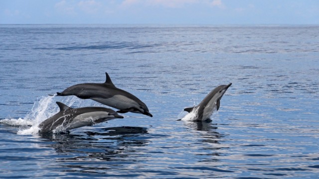 Delfini Playa Samara | Viaggio in Costa Rica