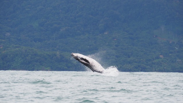 Dominical | Viaggio in Costa Rica