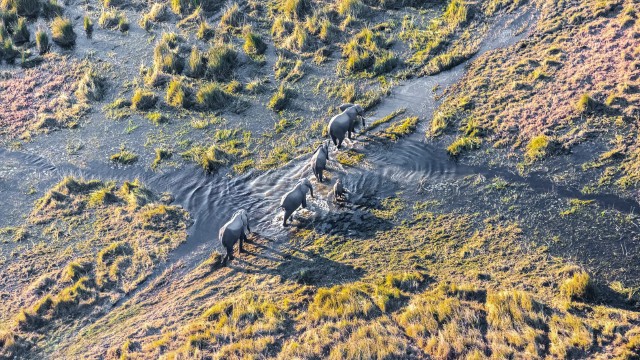 Delta Okavango | Safari in Botswana