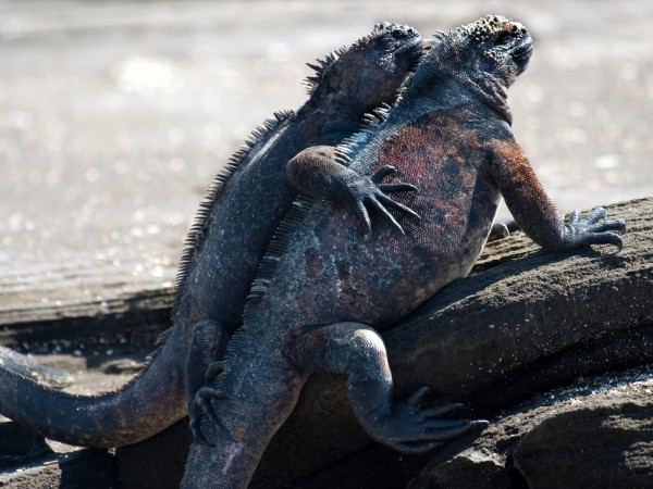 Alla scoperta della fauna delle isole Galapagos sulle tracce di Darwin