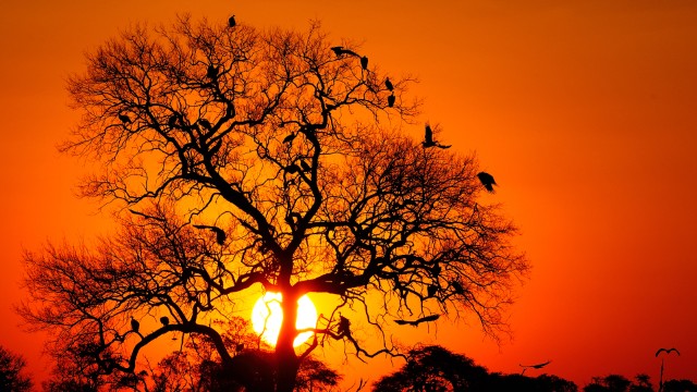 Hwange NP | Botswana Safari