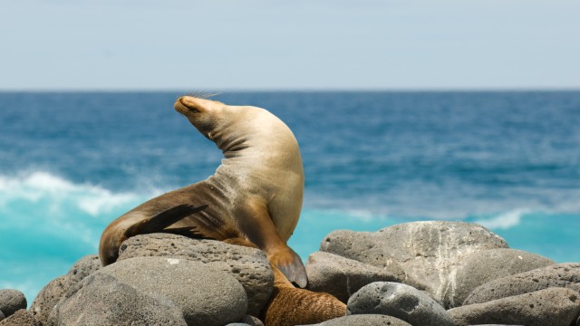 Isla Isabela Leone Marino | Viaggio Ecuador e Galapagos