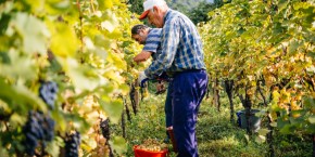 Locali a Cachezia | Viaggiare in Georgia