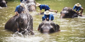 Addestratori di elefanti a Lampang | Viaggiare in Thailandia