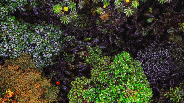 Monteverde Cloud Forest | Viaggio in Costa Rica