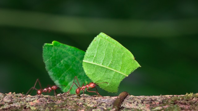 Formiche Monteverde | Viaggio in Costa Rica