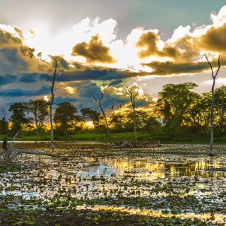 Pantanal