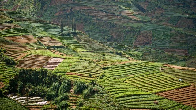 Piantagioni Indonesia | Tour Giava e Bali