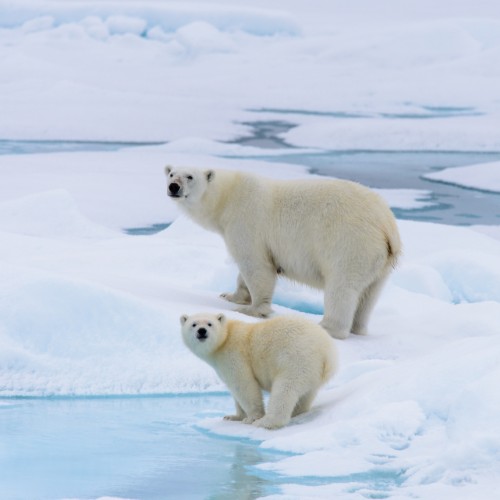 Orso polare | Viaggiare in Norvegia