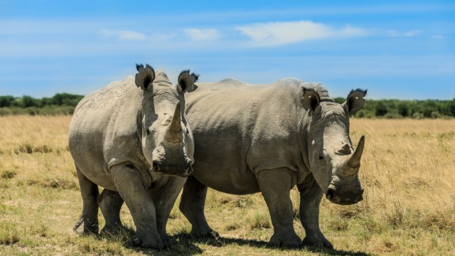 Khama Rhino Sanctuary Trust | Safari in Botswana