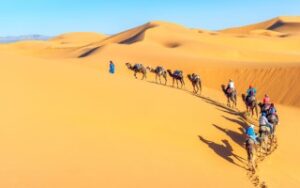 Cammelli nel Deserto del Sahara | Viaggiare in Marocco