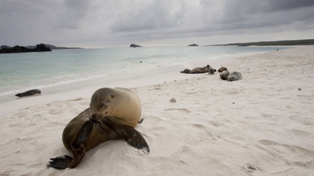 Isla Santa Cruz leone marino | Viaggio Ecuador e Galapagos