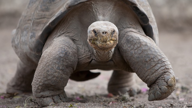 Isla Santa Cruz tartaruga | Viaggio Ecuador e Galapagos