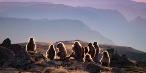 Monti Semien | Viaggiare in Etiopia