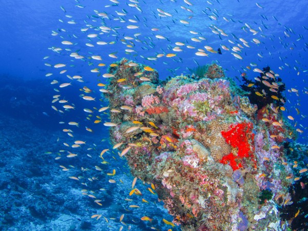Snorkeling nei coloratissimi fondali delle Seychelles | Seychelles Viaggio