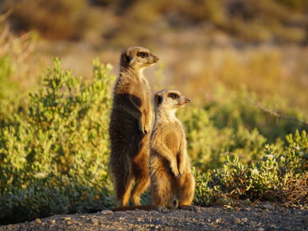 Avvistare i suricati e i black-maned lions nelle distese del Kalahari
