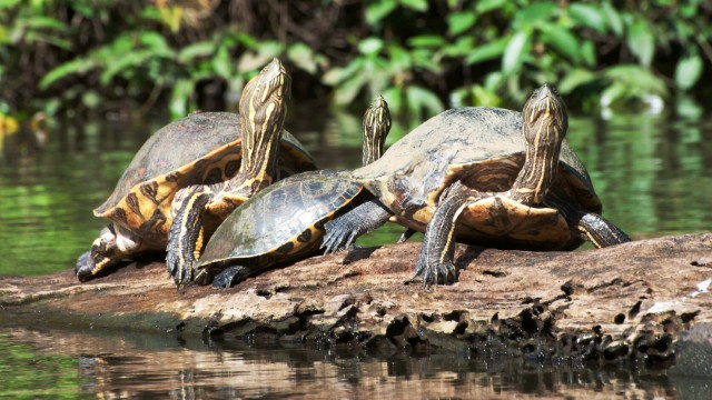Tortuguero tartarughe | Viaggio in Costa Rica