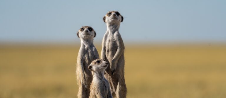 Tour Botswana Original | Safari in Botswana