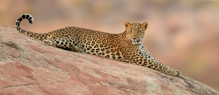 Tour India Rajasthan Original | Viaggio in Rajasthan