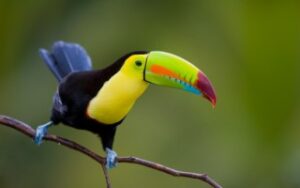 Tucano | Viaggiare in Costa Rica