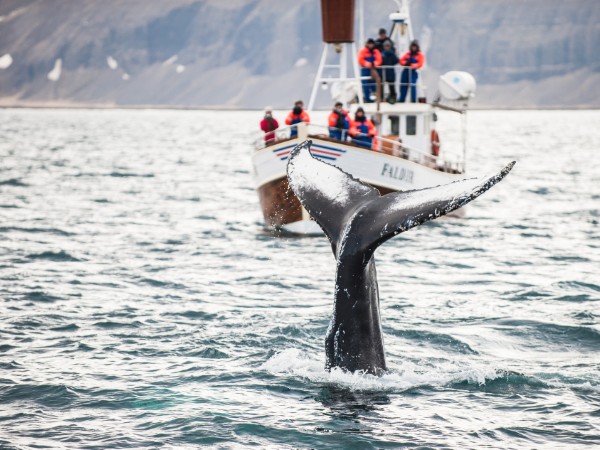 Whale watching | Norvegia Viaggio