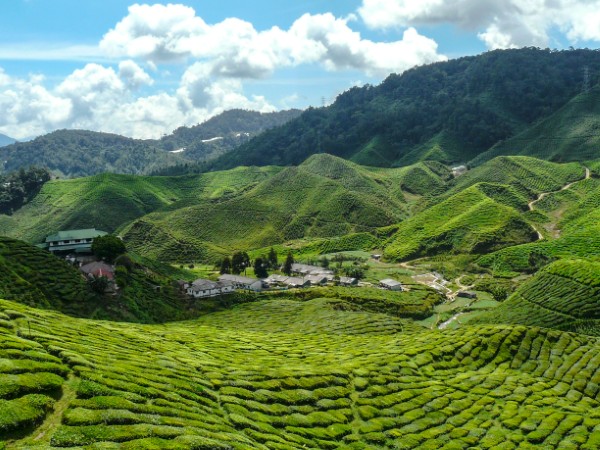 Ammirare le immense piantagioni da tè nelle Cameron Highlands