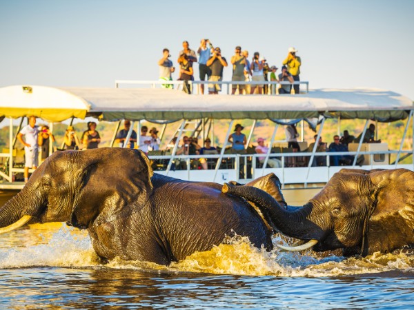 Ippopotami sul fiume Chobe | Botswana Viaggio