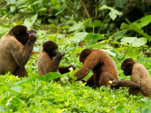 Fauna Amazzonia | Ecuador Viaggio