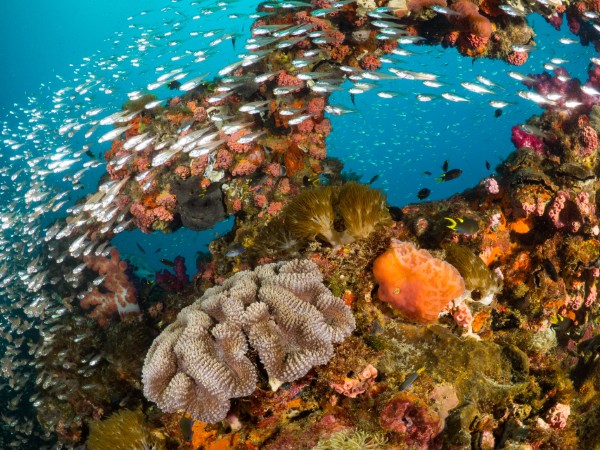 Grande Barriera Corallina | Australia Viaggio