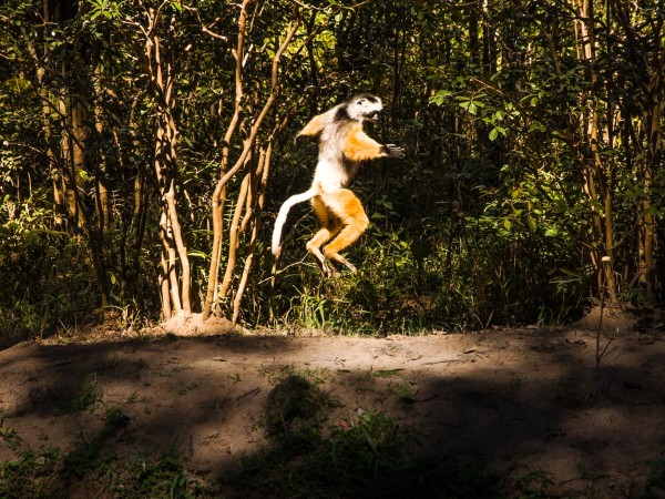 Avvistare i simpatici lemuri durante una visita dell’Isalo National Park
