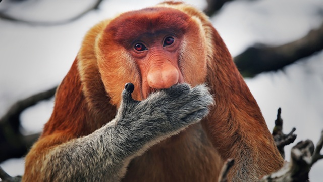 Kinabatangan | Tour Borneo Malese