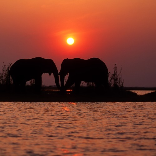 Elefanti nel lago Kariba