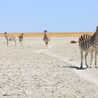 Makgadikgadi Pans