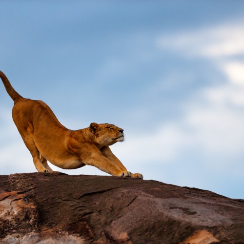 Leonessa nella Masai Mara | Viaggiare in Kenya