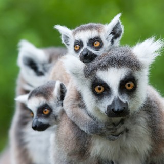 Parco Nazionale Montagne d’Ambre