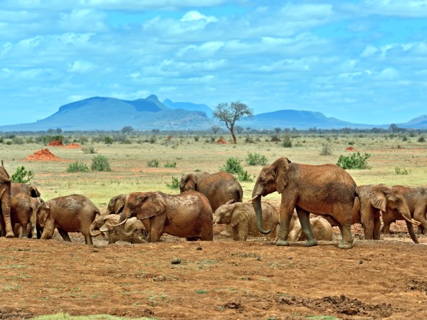 Vivere l’emozione dei safari nella terra dei giganti