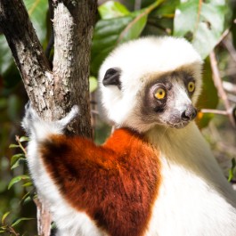 Sifaka lemure | Viaggiare in Madagascar