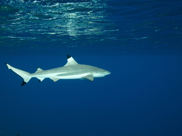 Snorkeling | Fiji Viaggio