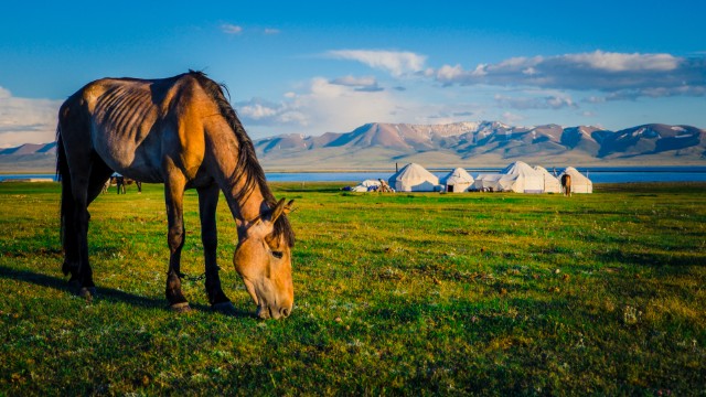 Son Kul yurte | Kirghizistan Tour