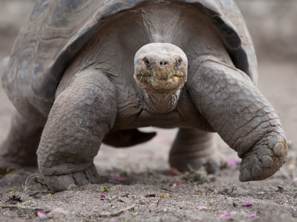 Tartarughe | Ecuador Viaggio