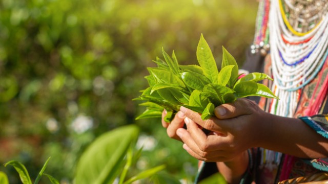 Piantagione di tè a Nairobi | Safari in Kenya